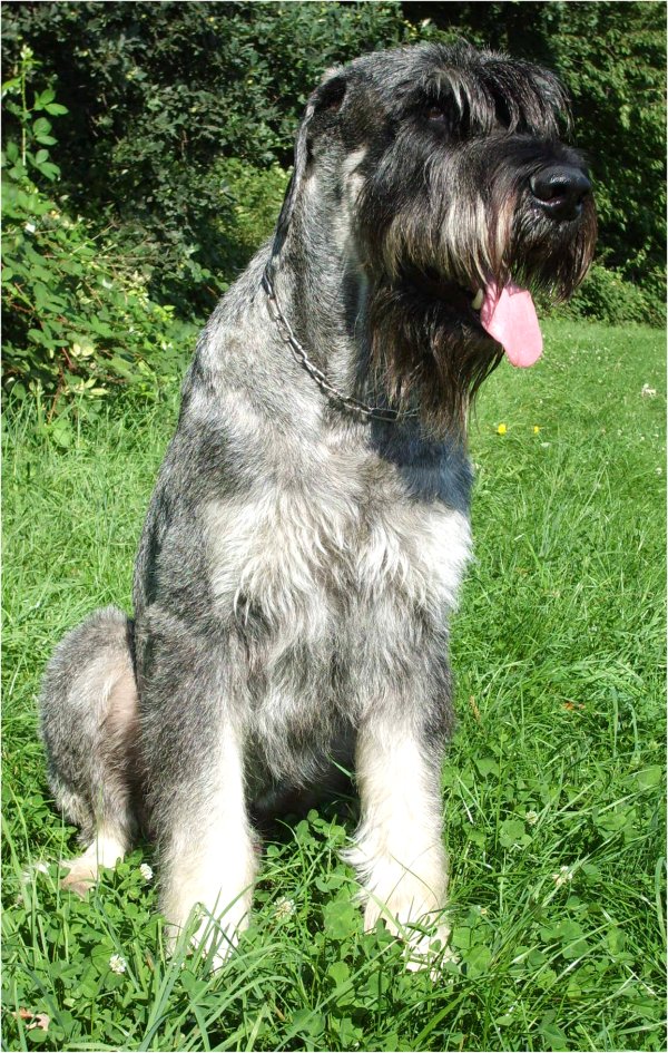 Gero 4,5 Jahre alt